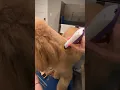 Grooming for beginners just got easier Brand new CLIPPER Joyzze Falcon