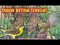 Download Lagu SOGON BETINA PIKAT GACOR  TARUNG DENGAN SOGON LIAR