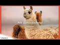 Tame your Llama run AI in Java by Lutske De Leeuw - JNation 2025