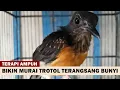 Download Lagu PANCINGAN MURAI BATU TROTOL Jantan Betina Agar Cepat Belajar Bunyi GACOR | Suara TERAPI MB MACET