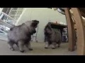 8 Week Old Keeshond Puppies