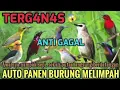 Download Lagu Suara pikat burung kecil anti gagal