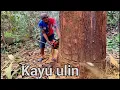 Download Lagu Drama Si Kayu Ulin Hingga Semut Yang Menguas kayu ratusa tahun..!!i