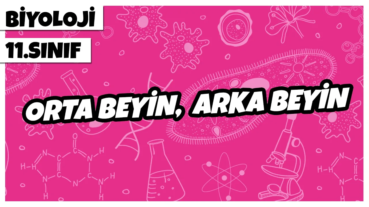 11. Sınıf Biyoloji - Orta Beyin, Arka Beyin | 2022