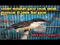 Download Lagu burung cendet matahari gacor