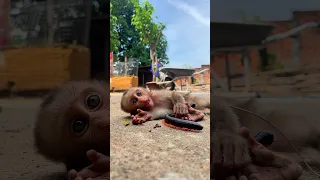 Watch This Monkey S Shocked Reaction When Millipede Crawls Near Him Hilarious Shorts Millipede 