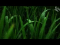 Download Lagu 👶😴8 HOURS Rain Sounds For Sleep Lullabies Songs for Babies To Go To Sleep Baby Lullaby RAIN THUNDE