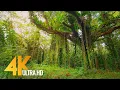 Download Lagu 4K Tropical Forest Walk \u0026 Exotic Birds Singing in the Woods - Big Island, Hawaii