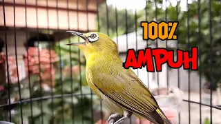 Download 100% Can Make Your Pleci Shoot Fast MP3