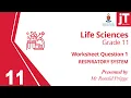 3 Gr 11 Life Sciences - Respiratory System