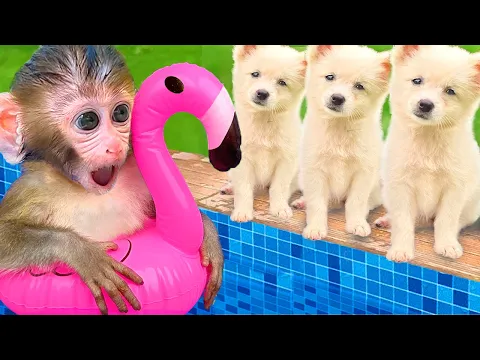 Download MP3 Baby Monkey BonBon Swimming With Rainbow Eggs And Eat Watermelon With Cute Puppy - Crew BonBon