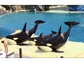 Download Lagu One Ocean (Full Show) - SeaWorld San Diego - September 20, 2014