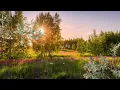 Summer Field with Mourning Dove Cry Ambience | Childhood Ambience | Bird Song Ambience