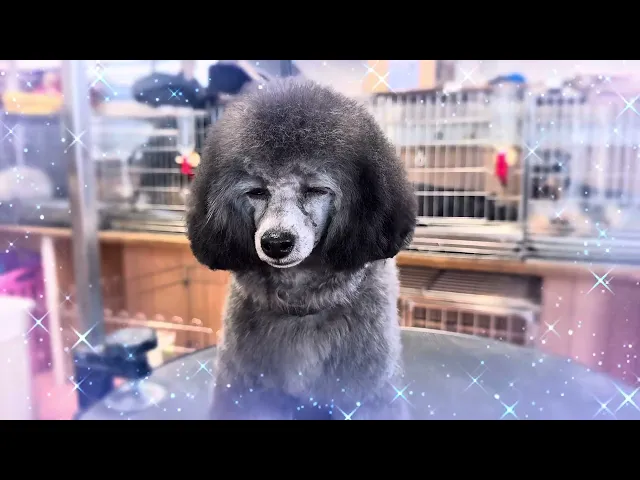 動画