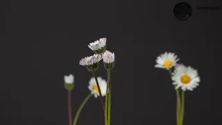                                    دندنها