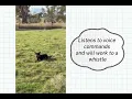 Forbes Dog Auction 2026 Lot 09