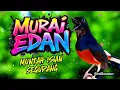 Download Lagu MURAI BATU MUNTAH ISIAN PACING EMOSI + MASTERAN
