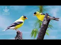 Lagu Forest Nature Sounds | Relaxing Birds Chirping for Deep Sleep | Perfect for Relaxation, Study, Sleep