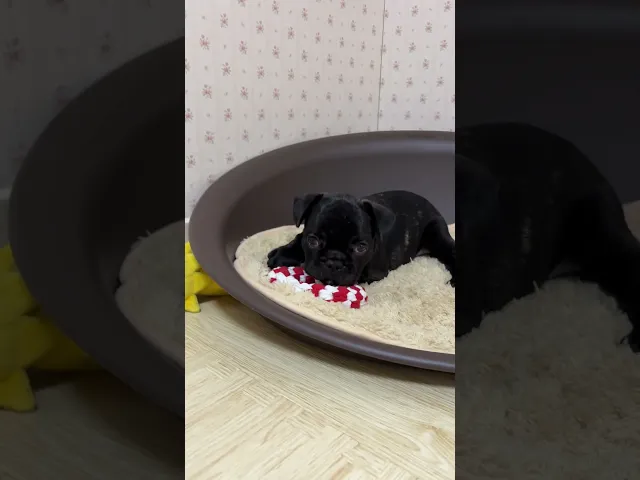 動画