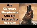 Are German Shepherds Closely Related to Wolves Howl You Know