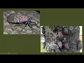 UMass Extension s Invasive Insect Webinar Series 2021 - Day 2