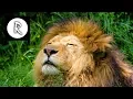 Download Lagu Wild Jungle Sounds - Dark Screen - 11 hours -