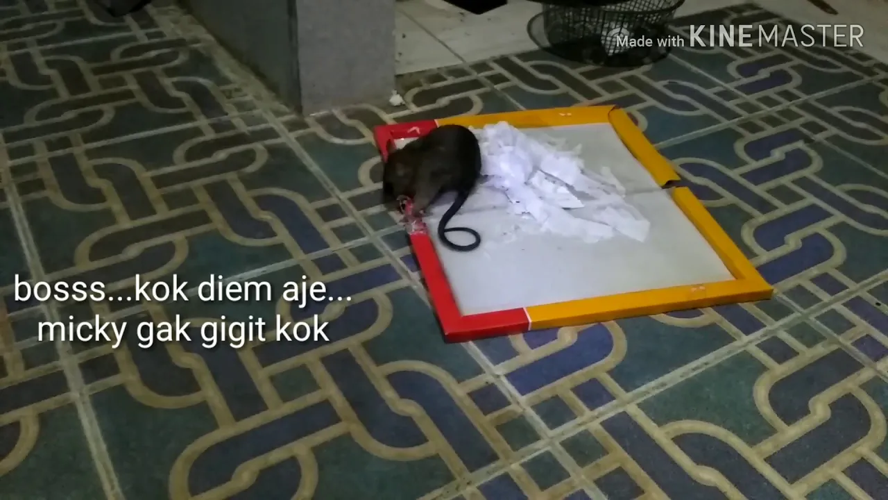 Terbukti, Cara Menangkap tikus dengan Lem cap gajah Terima kasih telah menonton vidio ini Jangan lup. 