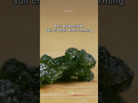 Seagrape salt grow  close-up and timelapse #urday