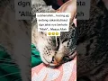 Download Lagu kucing sakaratulmaut menyebut nama Allah #shorts
