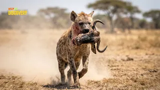 Hyenas: The Silent Killers of the Steppe | Wildlife Documentary