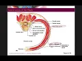 Spinal Nerve and Plexus Lecture