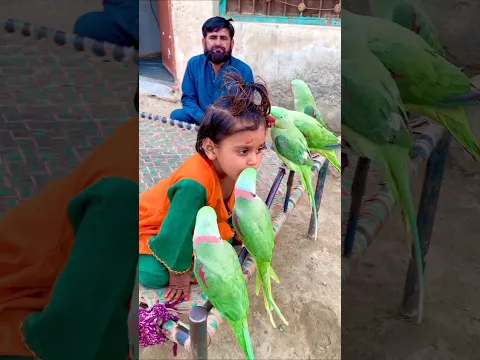#funny #talkingparot