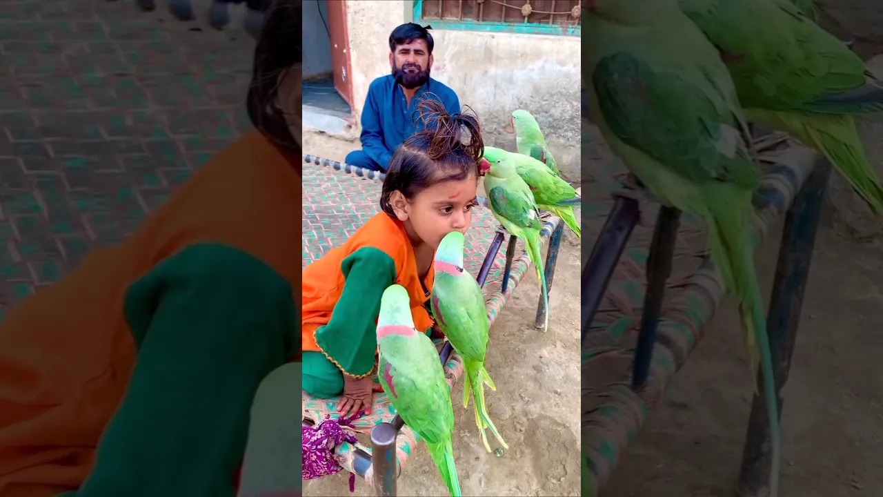 #funny #talkingparot