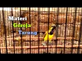 Download Lagu SOGON TROTOL FULL KEJER BONGKAR MATERI GEREJA TARUNG