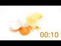 10-Second Easter Timer