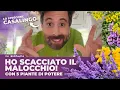 Download Lagu 5 PIANTE DI POTERE CONTRO L’INVIDIA  |  SPIRITUALALÀ #14