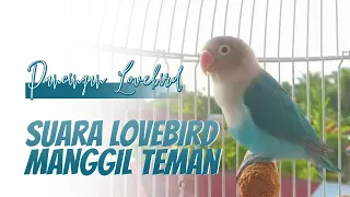 suara lovebird ngekek memanggil teman
