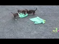 Miniature Dachshund Puppies For Sale