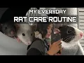 MY PET RAT CARE ROUTINE what i do everyday