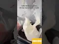 Oreo McFlurry Recipe