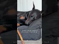 Lagu I know I should sleep, but the voices in my head go.. 🐾 #doberman #dogs #dog