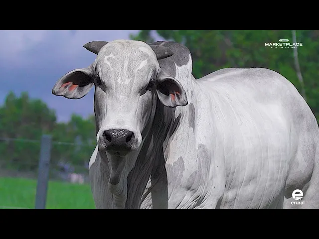 Touro Nelore MLMR - 1032