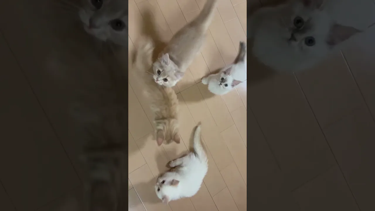動画