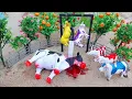 Proses Potong Sapi Qurban !! Wadidaw Proses Cow Cartoon