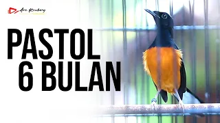 murai pastol fighter umur enam bulan baru nyusun lagu