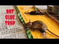 Download Lagu Helpless Mouse Saved from Glue Trap | Heartwarming Rescue Story