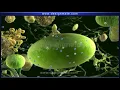 Science Amazing Process Of Photosynthesis