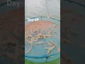 Download Lagu Vannamei shrimp 🦐 farming day 49 size and growth #fishing #shortfeed #prawns #shorts@Farmer-e1x