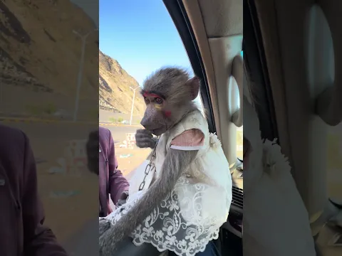 حصلت لكم اليوم لوزه ملكة جمال القردات مكياج وفستان ولمسات 😂🤣