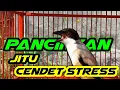 Lagu PANCINGAN CENDET STRES MACET BUNYI